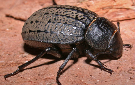 Uno de los escarabajos estudiados (Pimelia amblypteraca chrysomeloides). Imagen: Mario García París / MNCN