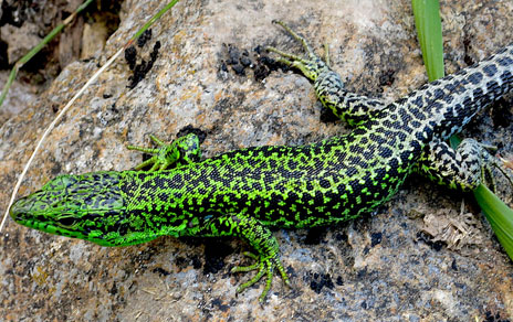 Una lagartija cantábrica captada en Sierra de Guadarrama. Imagen: Ignacio de la Riva