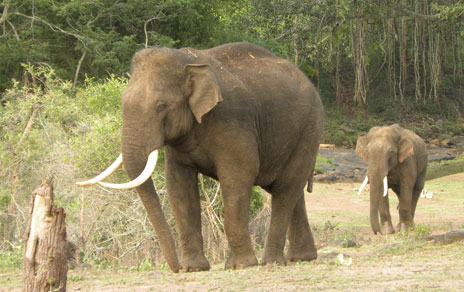 Elefantes del subcontinente indio. Imagen: MNCN-CSIC