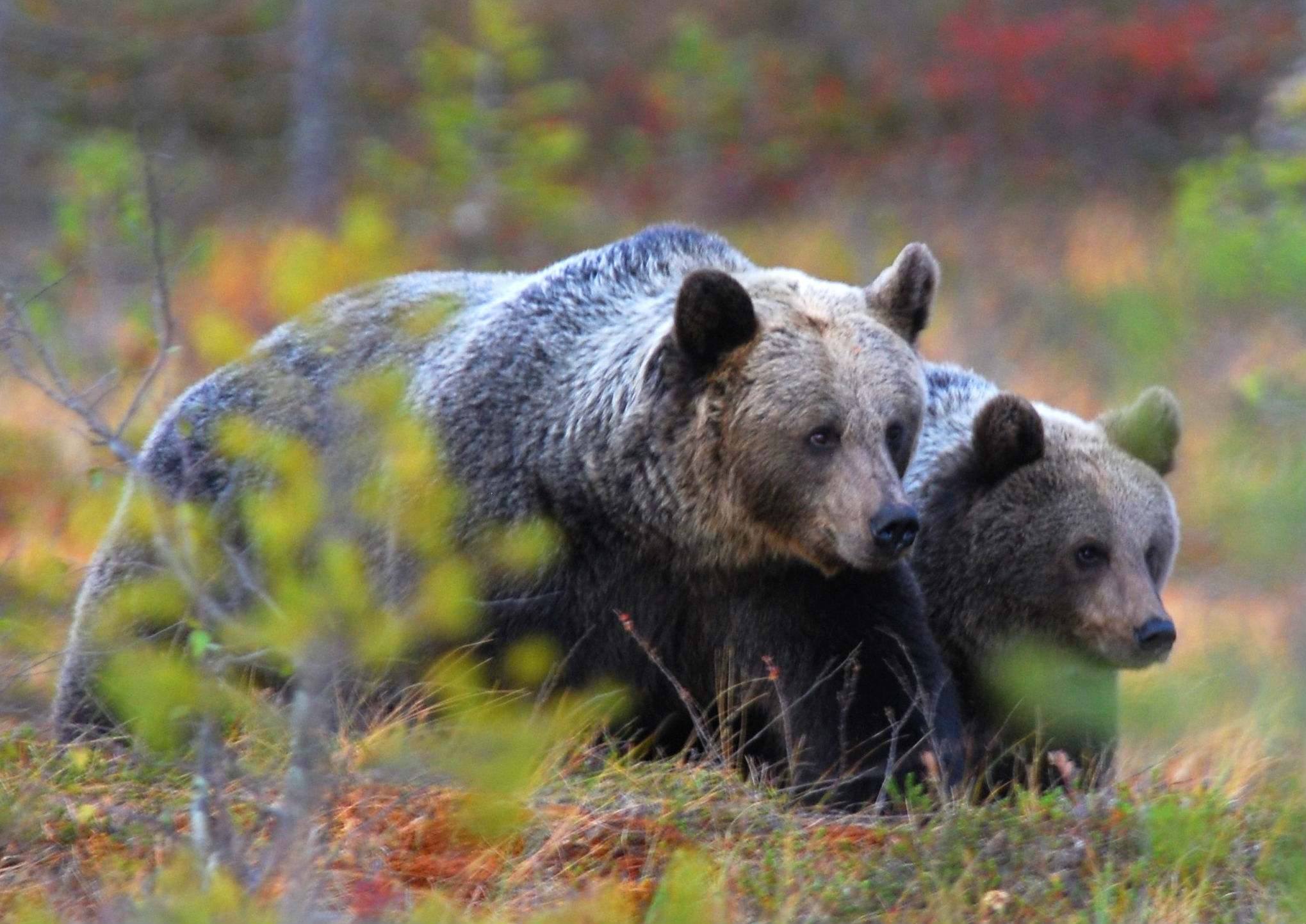 La investigación abarca desde el oso pardo europeo al ‘grizzlie’ norteamericano. Imagen: CSIC
