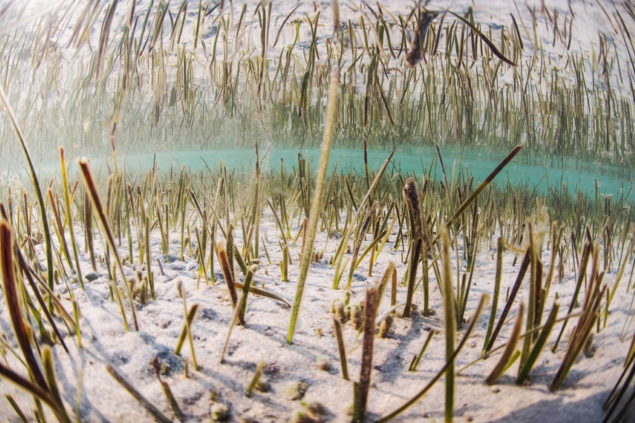 Aspecto de una pradera de posidonia en fondos de la costa de la Región de Murcia. Imagen: CARM