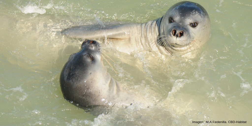 Subadultos de foca monje jugando. Imagen: M. A. Cedenilla. CBD-Habitat