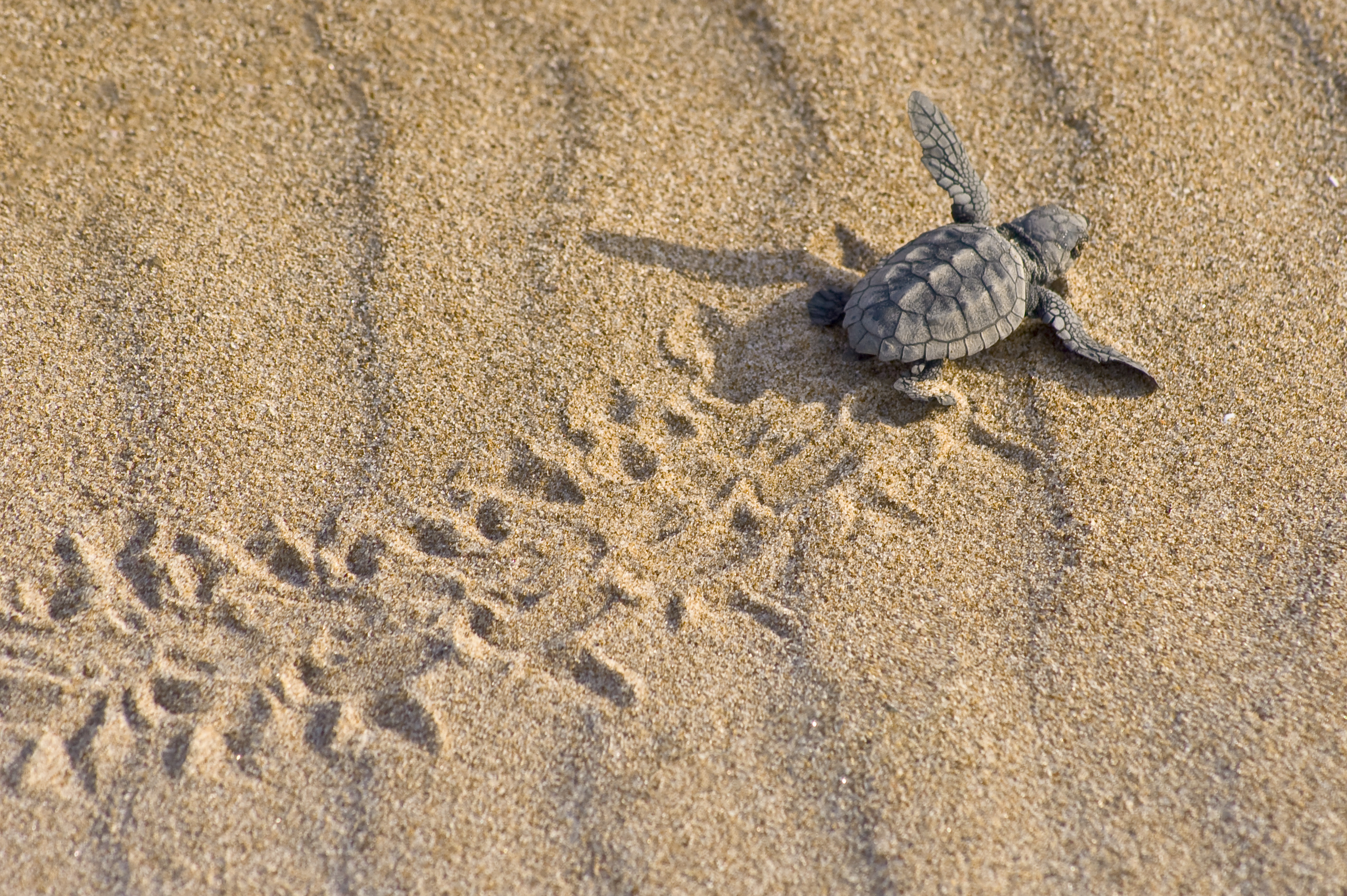 Una cría de tortuga boba sobre la arena de la playa. Imagen: Benjamín Albiach Galán / Miteco