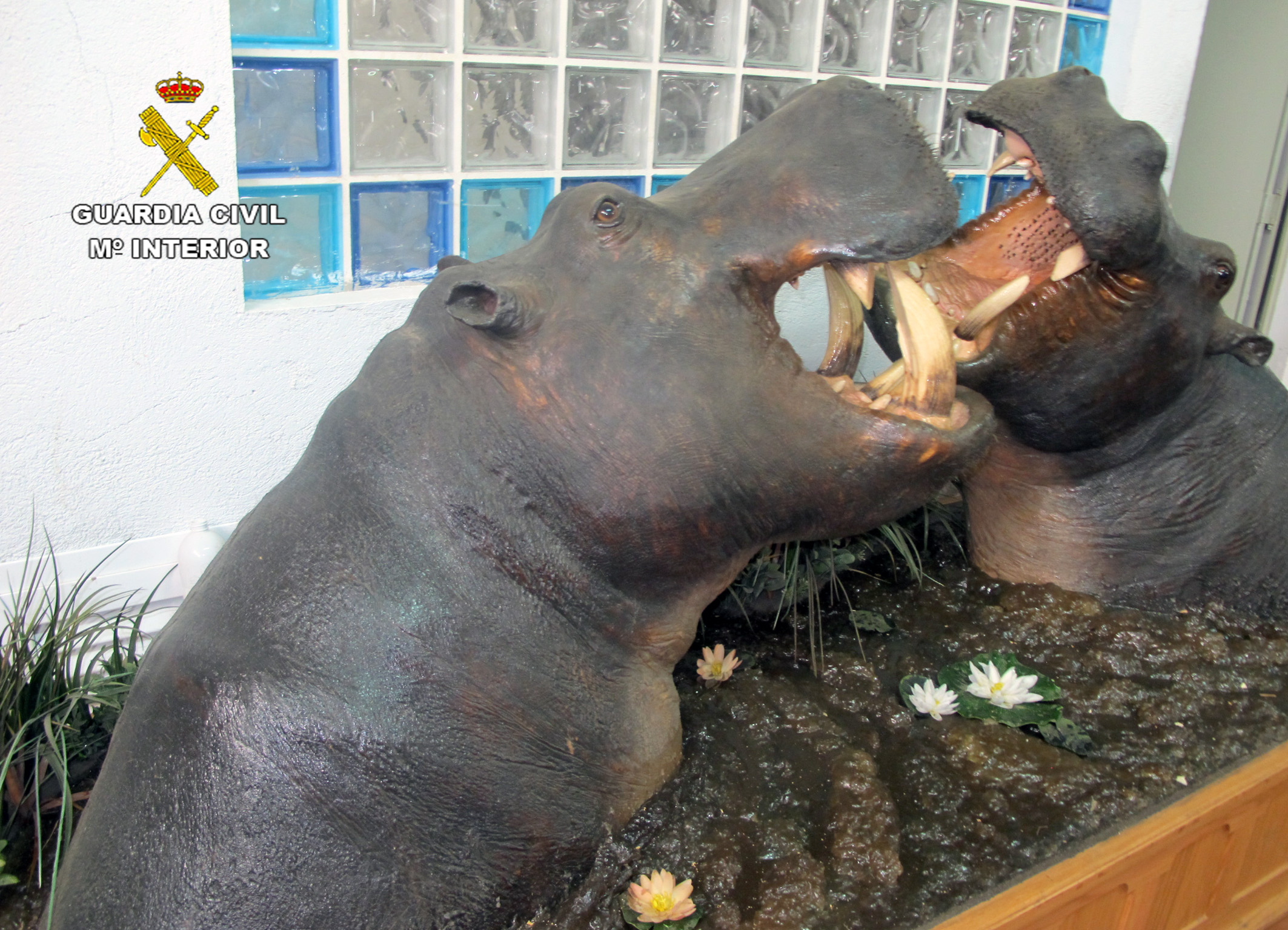 Dos fragmentos de hipopótamos recreando un baño en el río. Imagen. Seprona