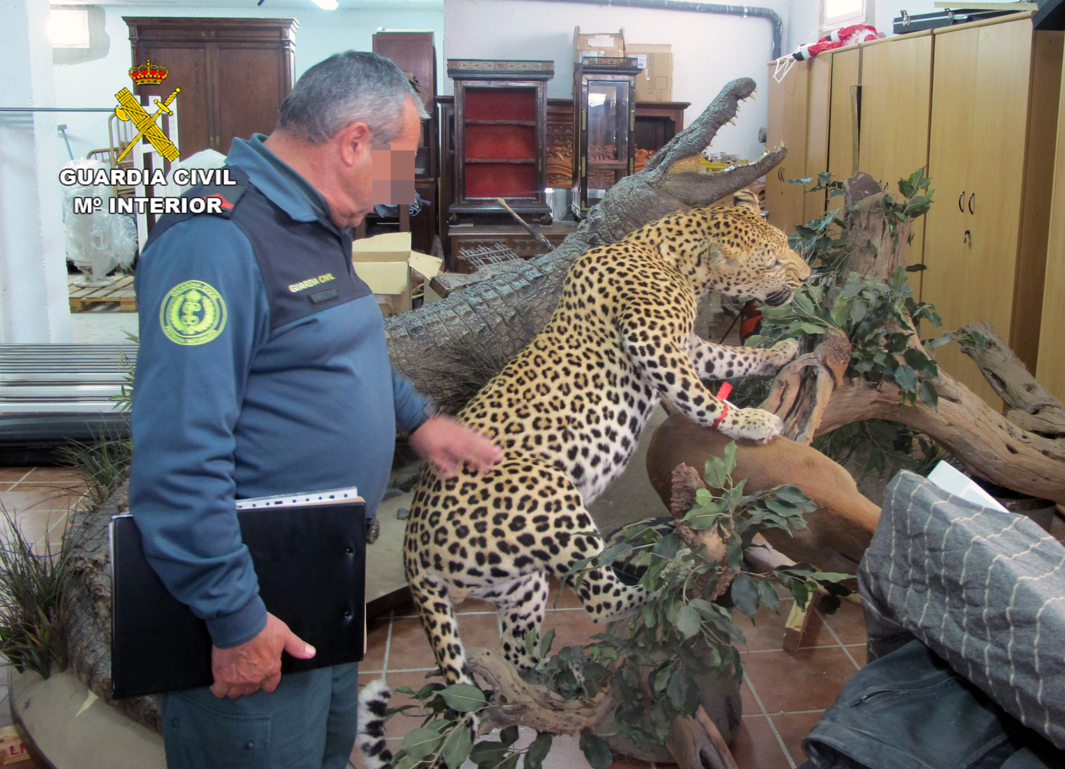 Un leopardo colocado sobre la recreación de un árbol. Imagen: Seprona