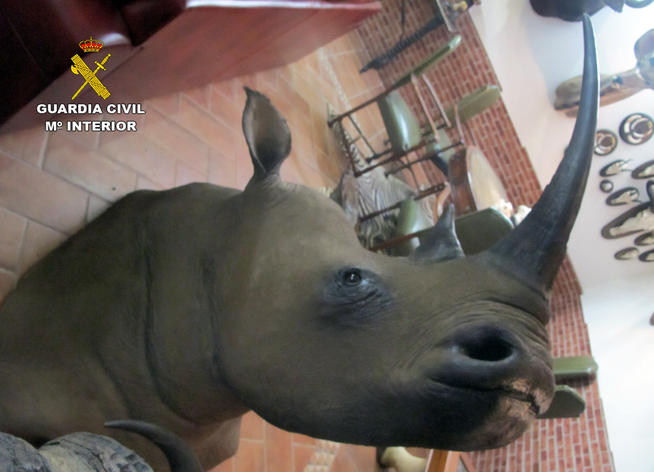 Cabeza de rinoceronte. Imagen: Seprona