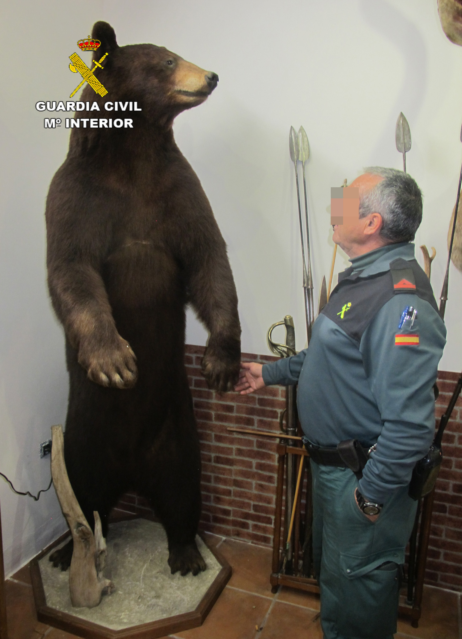 Un agente contempla un oso naturalizado. Imagen: Seprona