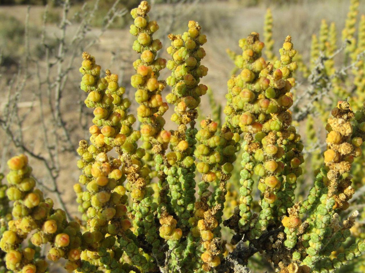 'Halocnemum strobilaceum', una especie protegida y catalogada como Vulnerable en el Catálogo Regional de Flora Silvestre Protegida de la Región de Murcia. Imagen: EEA