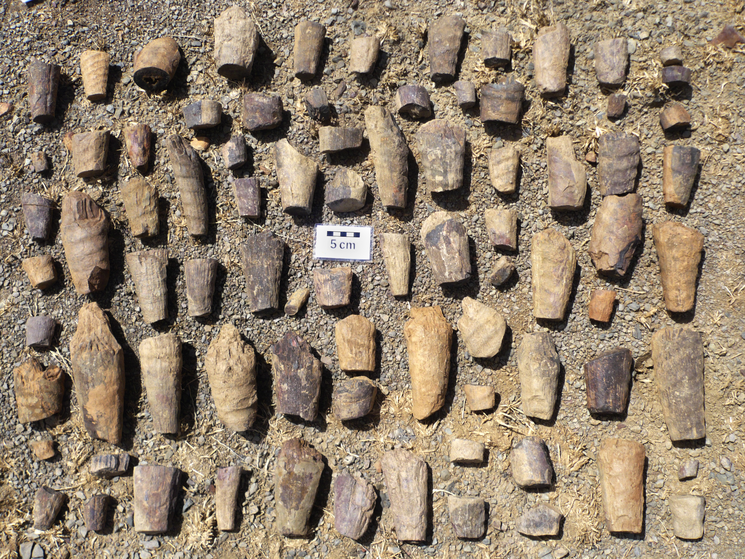 Los investigadores analizaron decenas de fragmentos de este raro fósil marino, obtenidos en dos puntos del Parque Nacional. Imagen: Miteco
