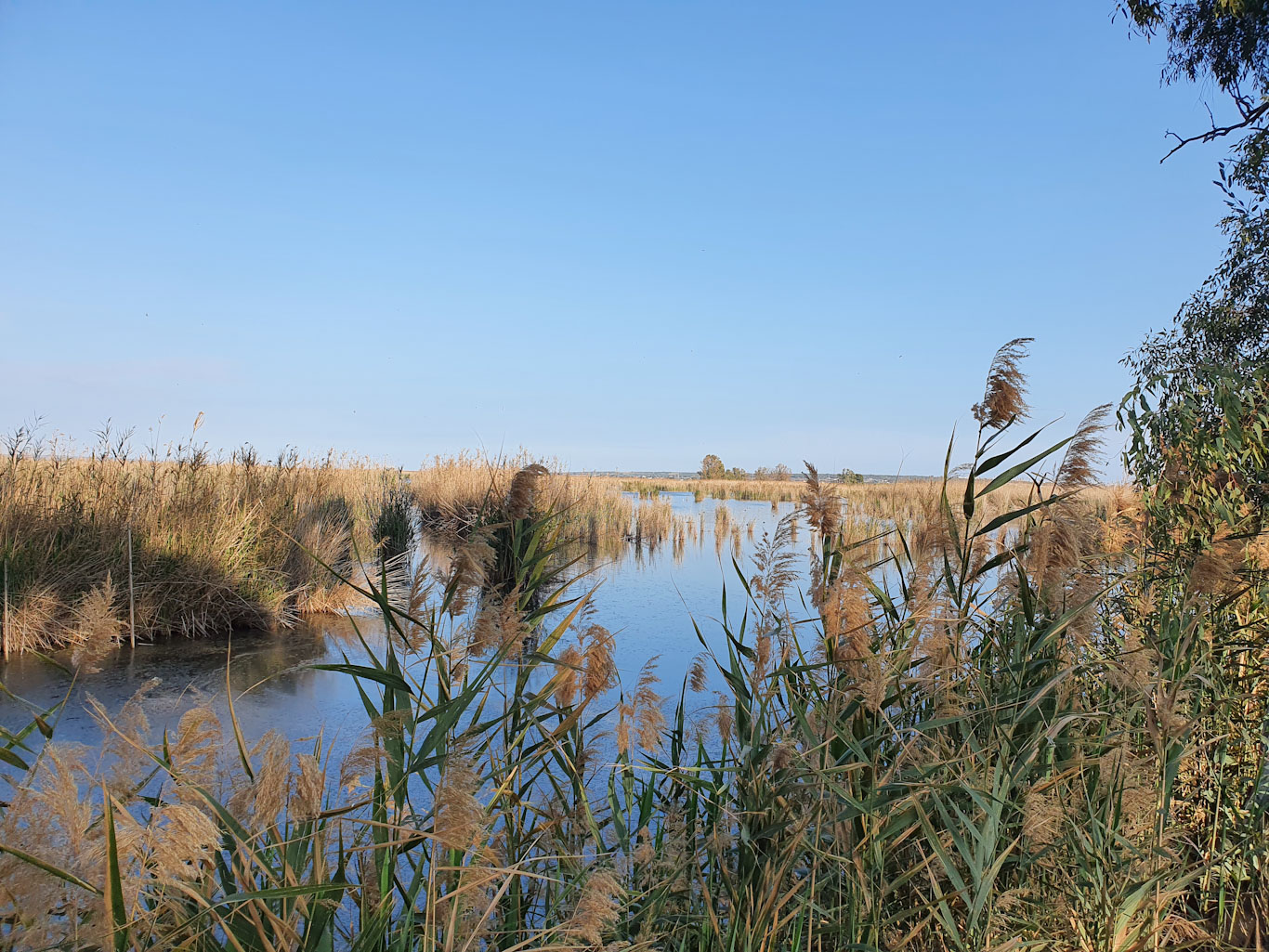 La finca está formada por lagunas con amplias praderas de plantas acuáticas, y se sitúa en áreas vitales para la supervivencia de la especie. Imagen: Miteco