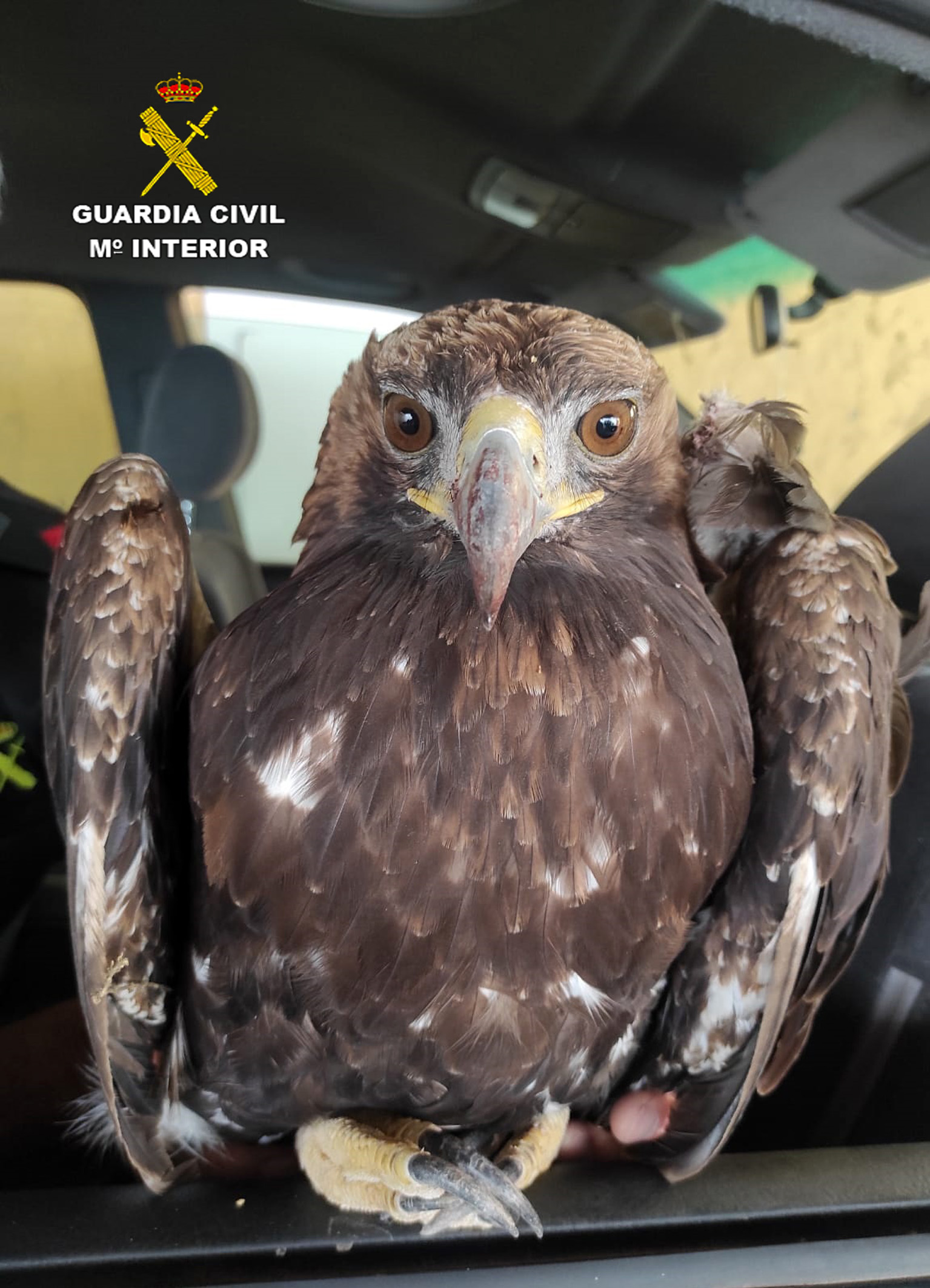 Las águilas reales se suelen emparejar de por vida. Foto: Guardia Civil de la Región de Murcia