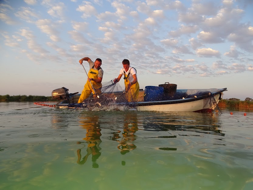 Extracción de carpa mediante pesca artesanal en El Hondo. Imagen: ANSE