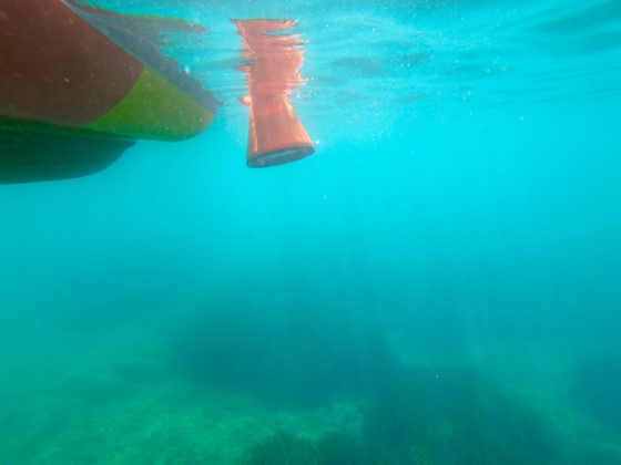 La Posidonia oceanica es una especie esencial que contribuye a la oxigenación del agua del mar. Foto: Generalitat Valenciana