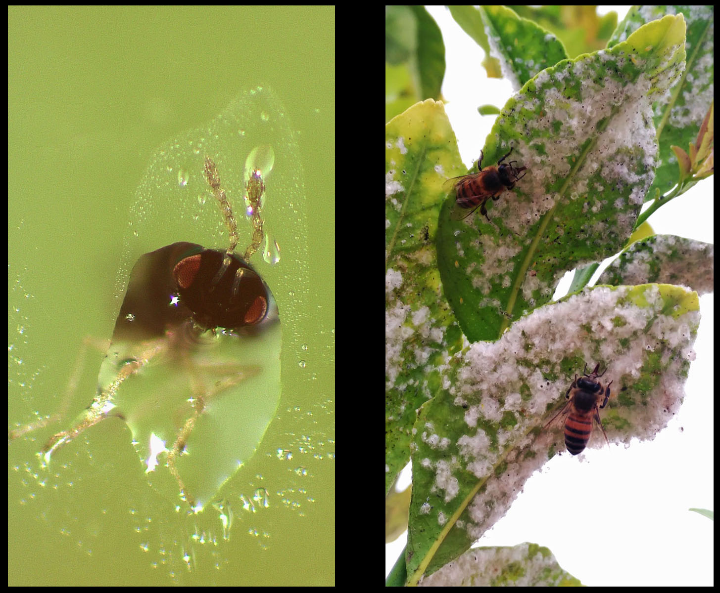 A un lado un parasitoide y al otro abejas, dos ejemplos de seres vivos que se alimentan de melaza.  Imagen: Universidad de Valencia