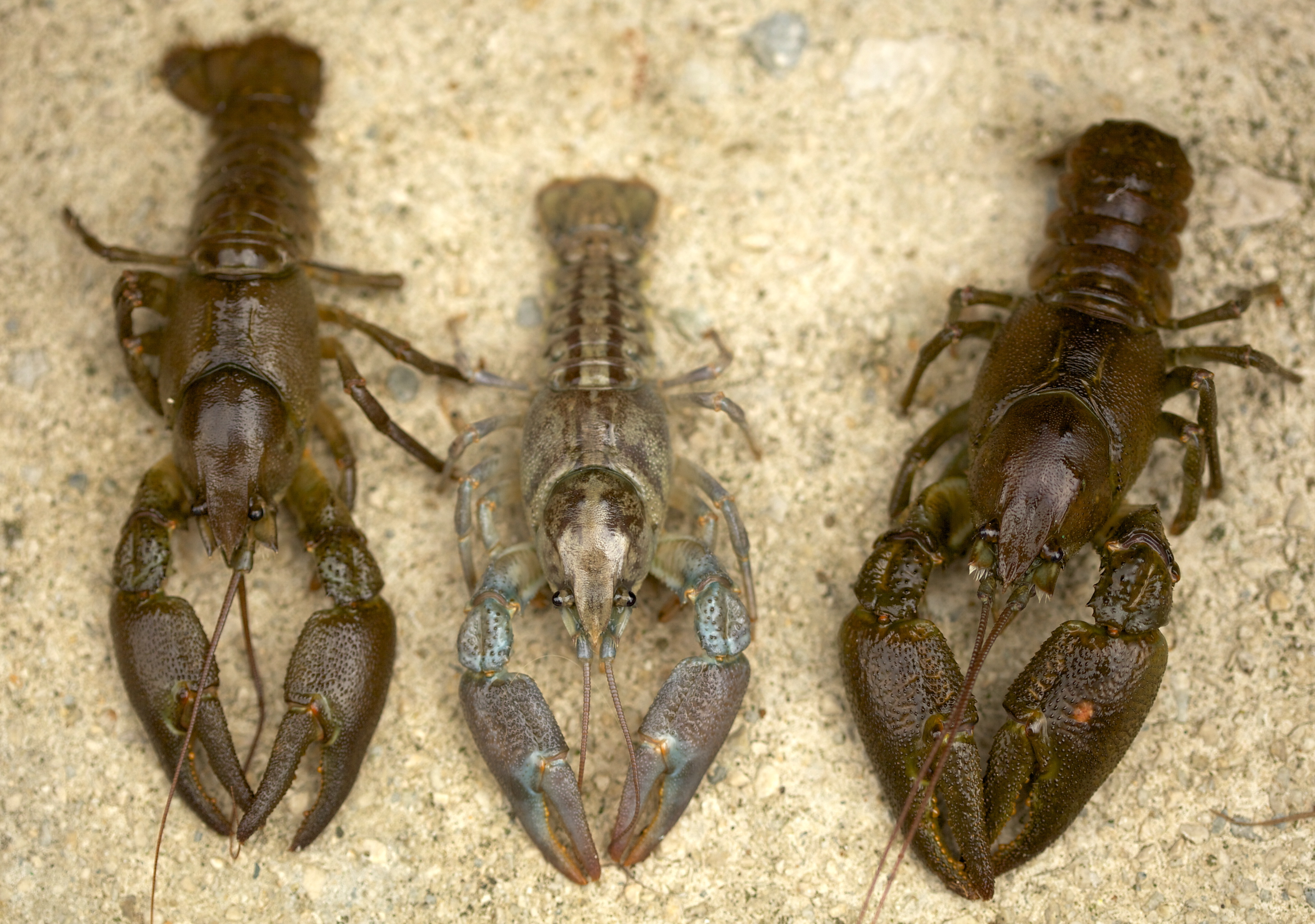 Tres ejemplares de distintas poblaciones de cangrejo ibérico 'Austropotamobius pallipes'. Foro: Javier Diéguez-Uribeondo / RJB-CSIC