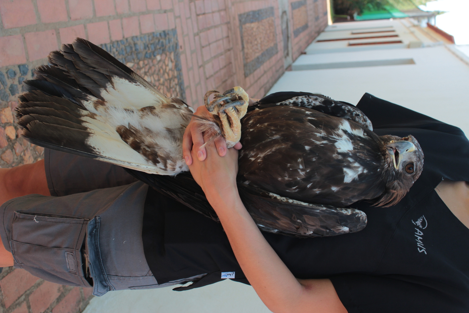 'Prona', un águila real también sujeta a seguimiento, fue liberada desde los efectivos del Seprona de la Guardia civil en señal de agradecimiento por su cooperación con AMUS. Foto: AMUS