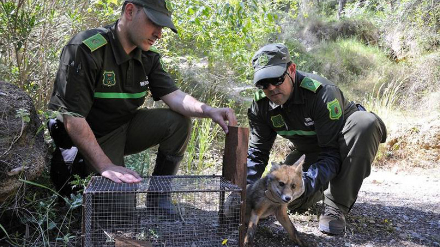 Agentes ambientales liberando a un zorro. Imagen de archivo de la CARM
