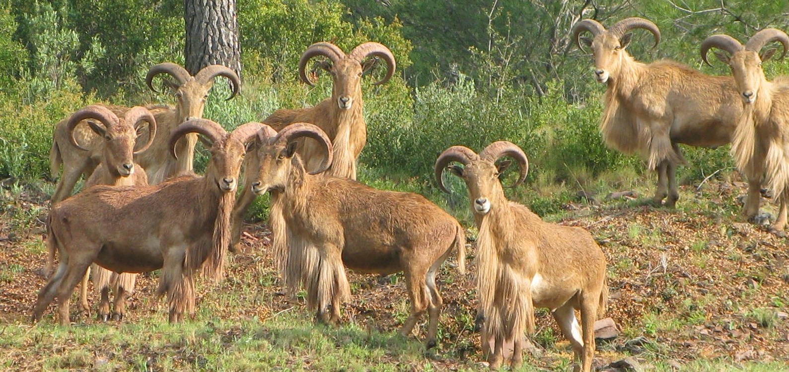 Grupo de machos de arruí en Sierra Espuña. Imagen de archivo de la CARM
