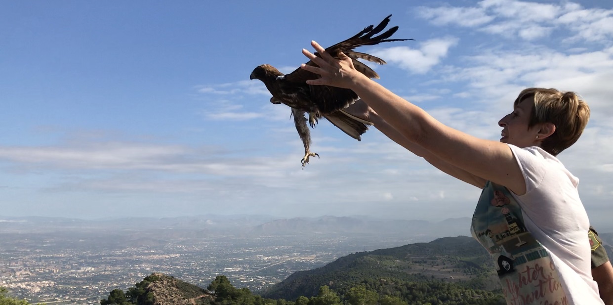 Suelta del águila tratada en el Centro de Recuperación de la Fauna Silvestre de El Valle. Imagen: CARM