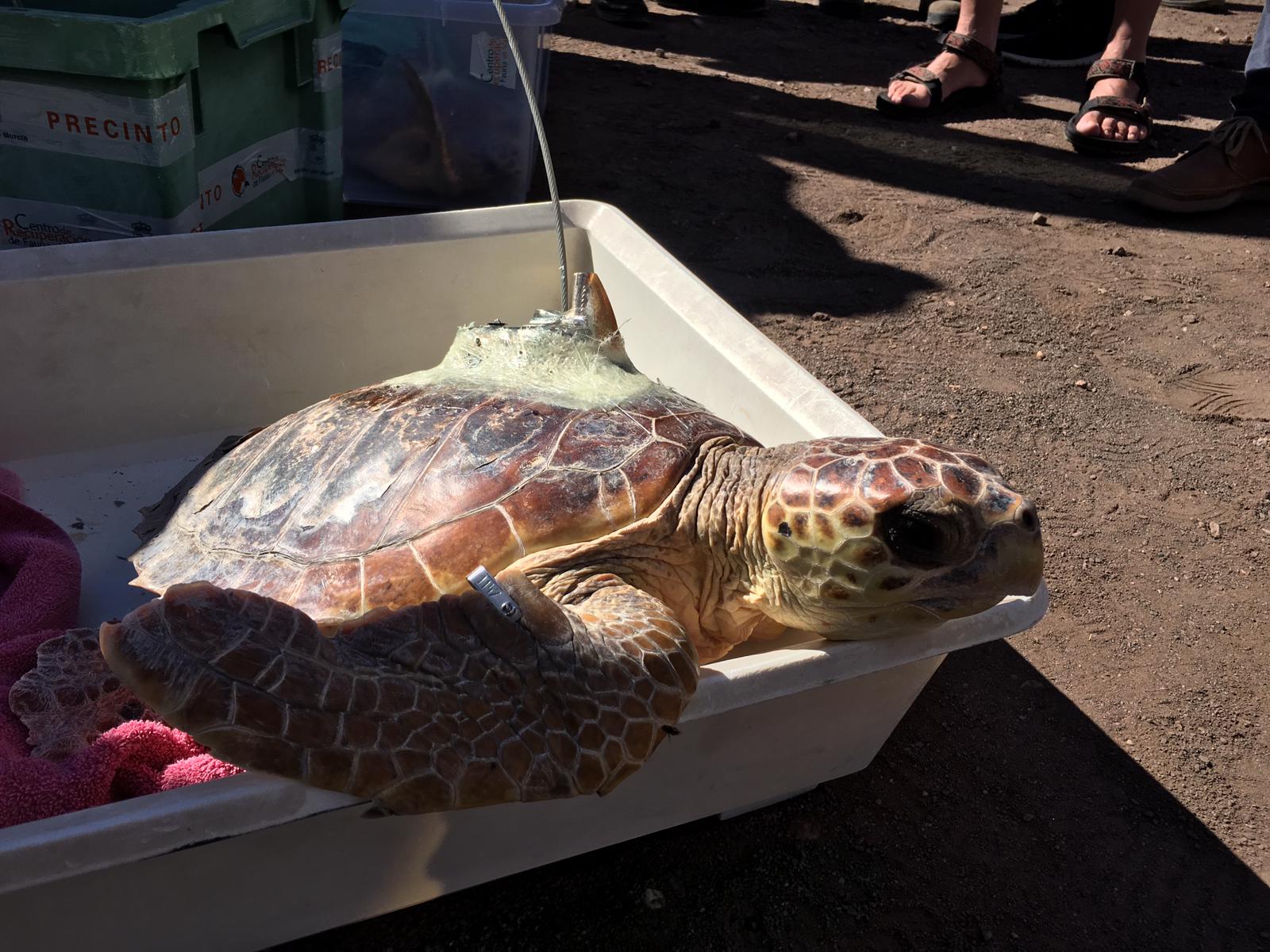 Un momento de la liberación de las tortugas bobas en el Parque Regional de Calblanque. Imagen: CARM