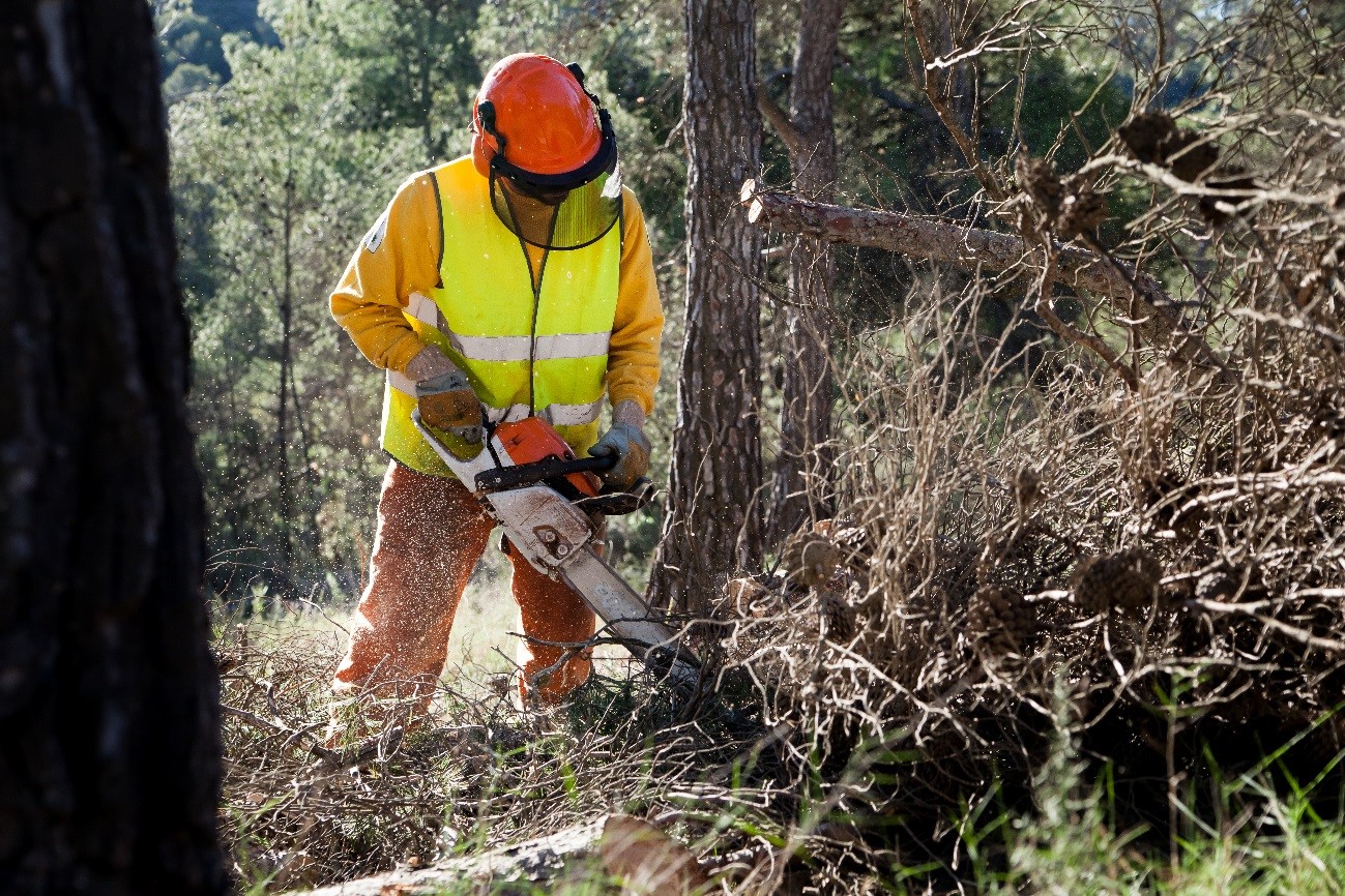 Trabajos preventivos contra incendios forestales. Imagen: CARM