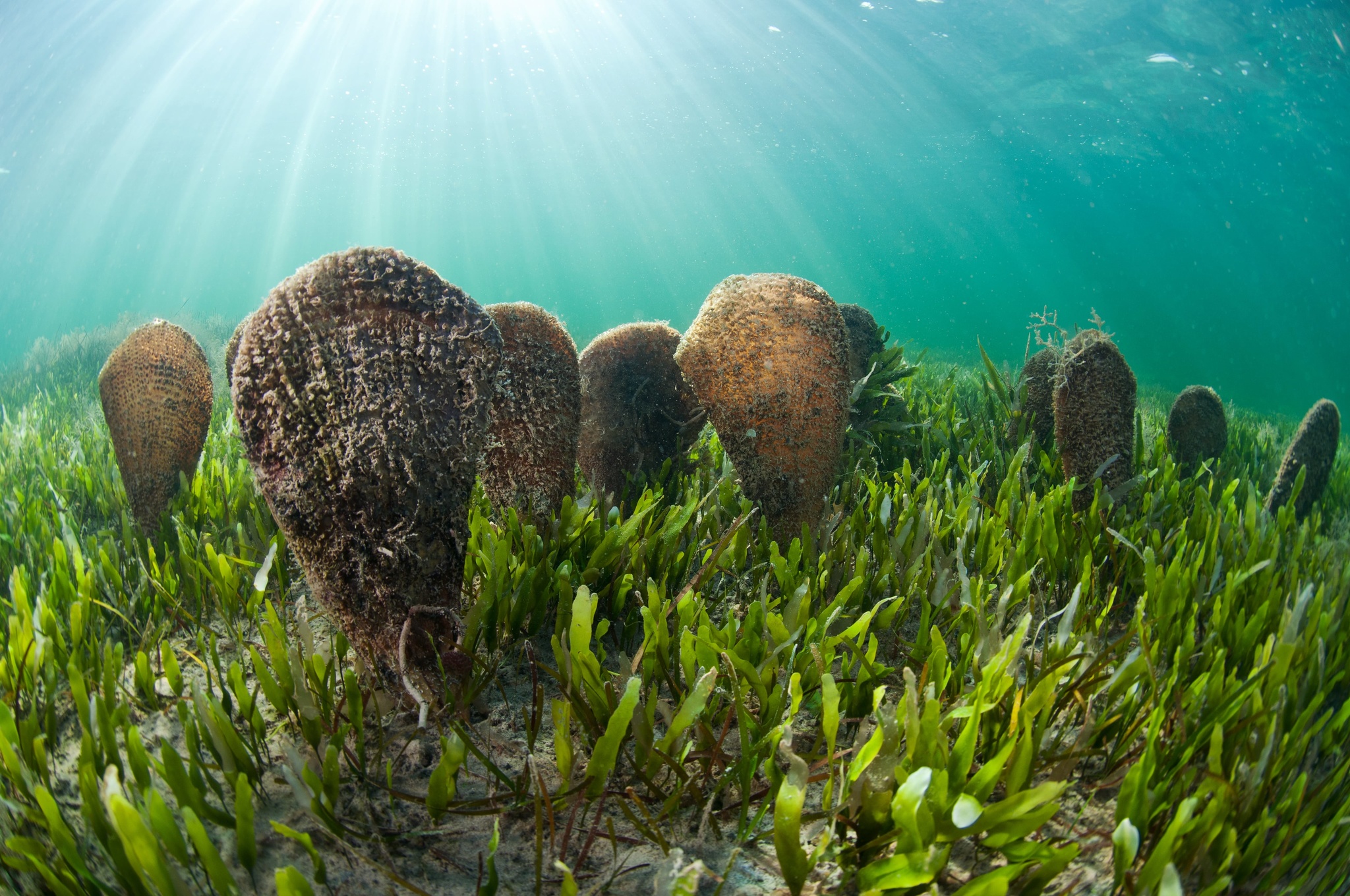 Una colonia de nacras, un molusco de gran tamaño que prácticamente ha desaparecido del Mediterráneo y que abunda en le Mar Menor. Imagen: Javier Murcia / CARM