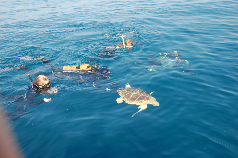 Varios buceadores contemplan una tortuga marina. Imagen: CARM