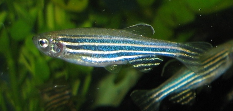 Hembra de pez cebra 'Danio rerio'. Imagen: Azul / Wikipedia