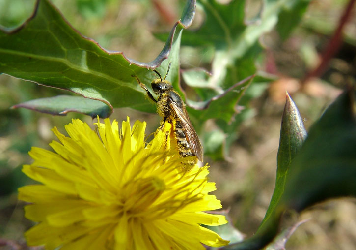 Aspecto de la especie 'Lasioglossum mallacharum', abeja polinizadora más importante del estudio. Imagen: @Carlo Polidori / UV