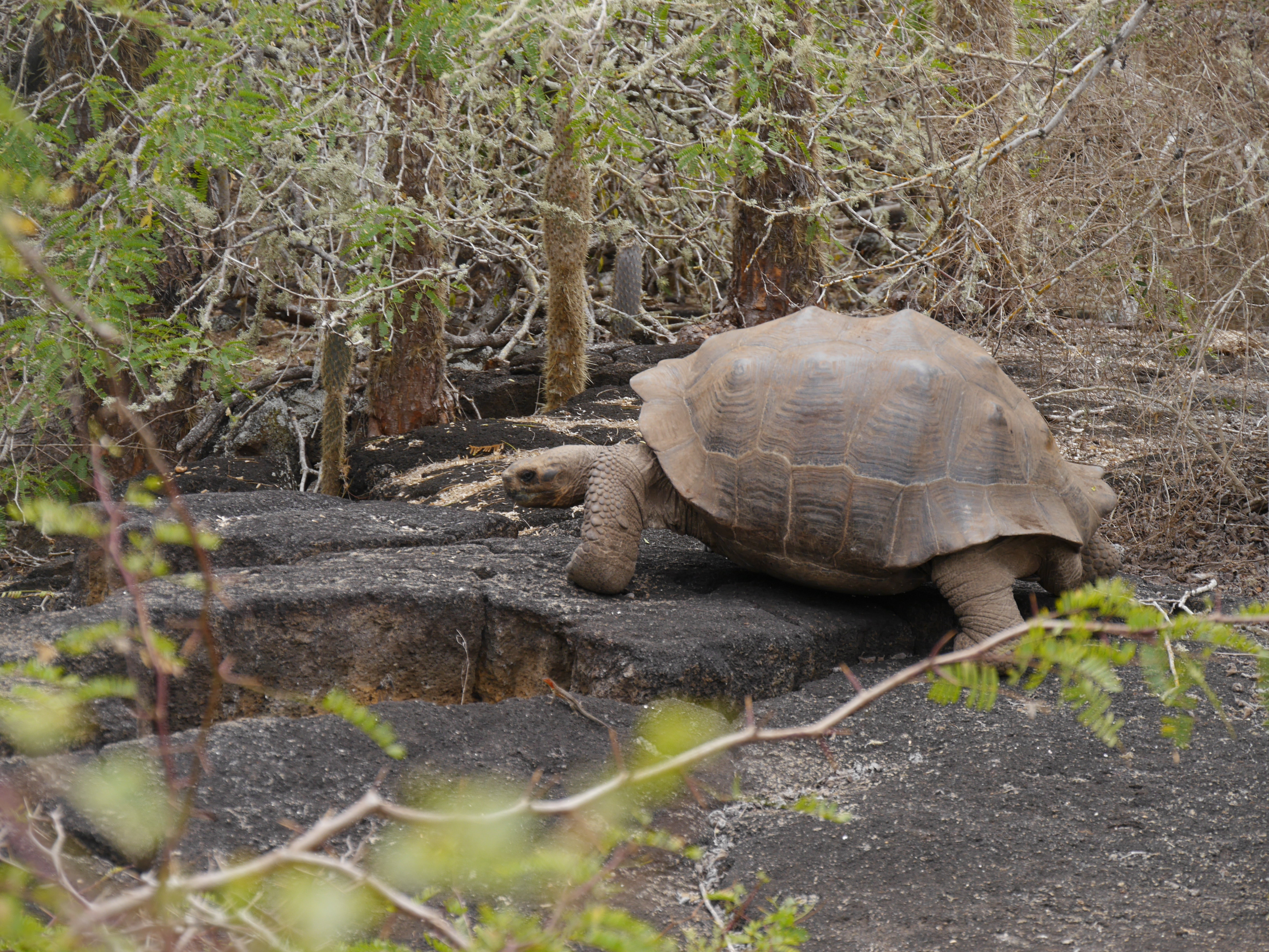 Las tortugas de las Islas Galápagos son muy variables en morfología, pero genéticamente sólo representan una única especie. La foto muestra a las tortugas con caparazón abombado. Imagen: Uwe Fritz (Senckenberg) / UMH