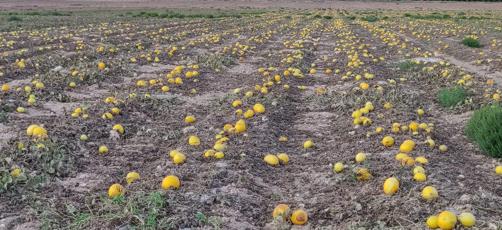 Melones abandonados en Yecla, septiembre 2019. Imagen: Plataforma Ciudadana Salvemos el Arabí y Comarca