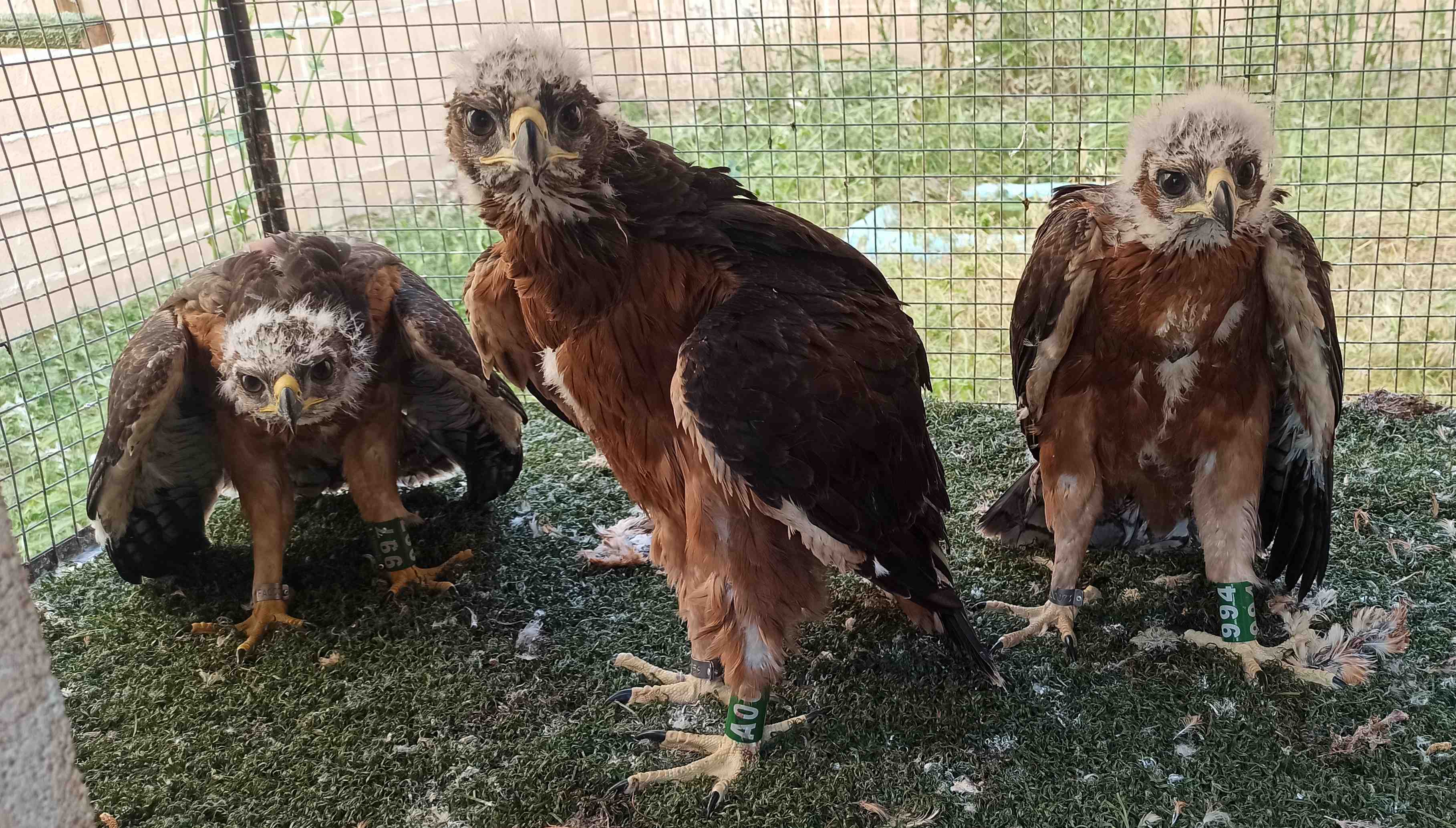 Los pollos de águila de Bonelli en la sede de GREFA en Majadahonda (Madrid), poco antes de ser trasladados a la Sierra de Guara. Imagen: Grefa