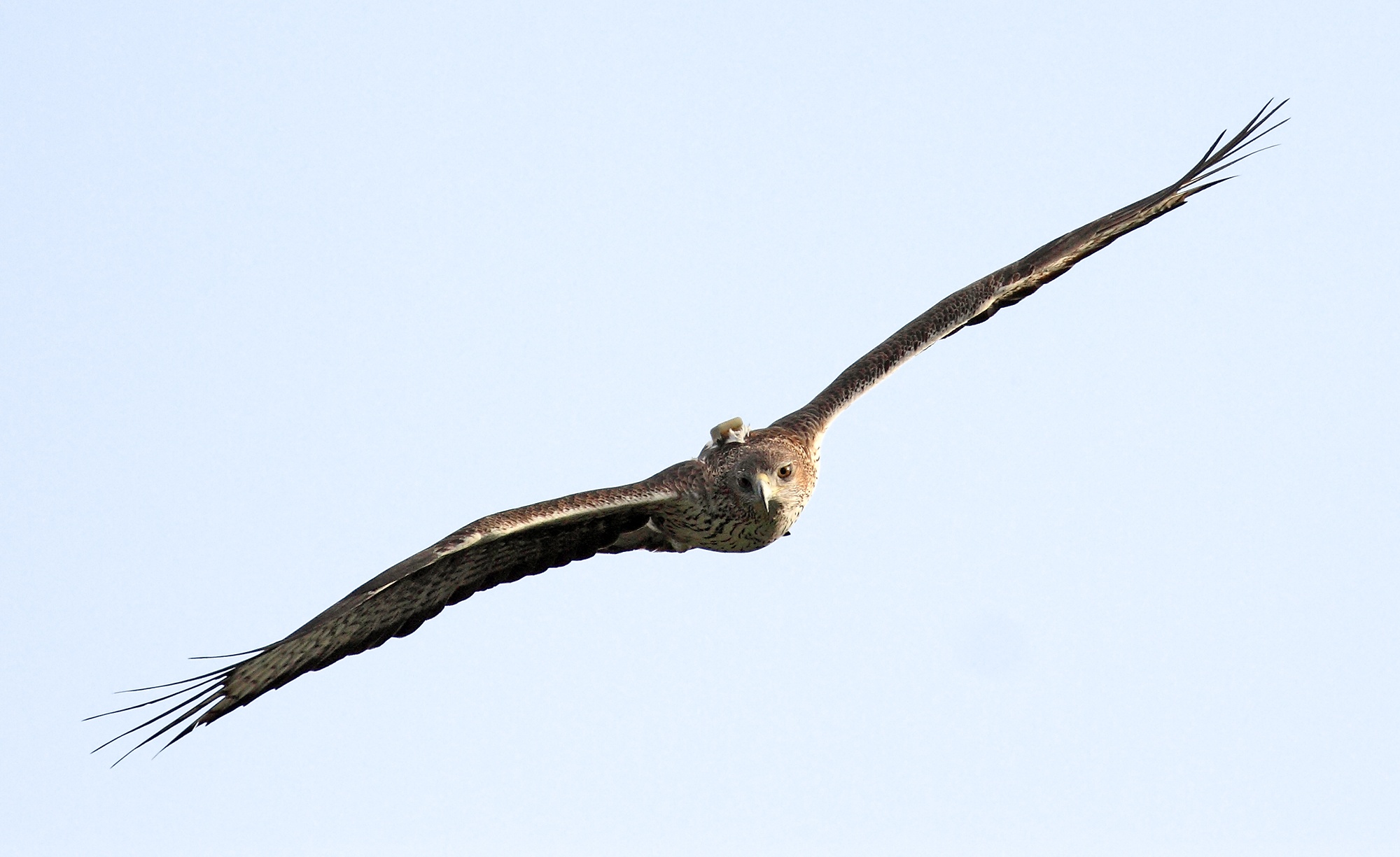 Águila de Bonelli con un emisor GPS adosado a la espalda. Imagen: Sergio de la Fuente / Grefa