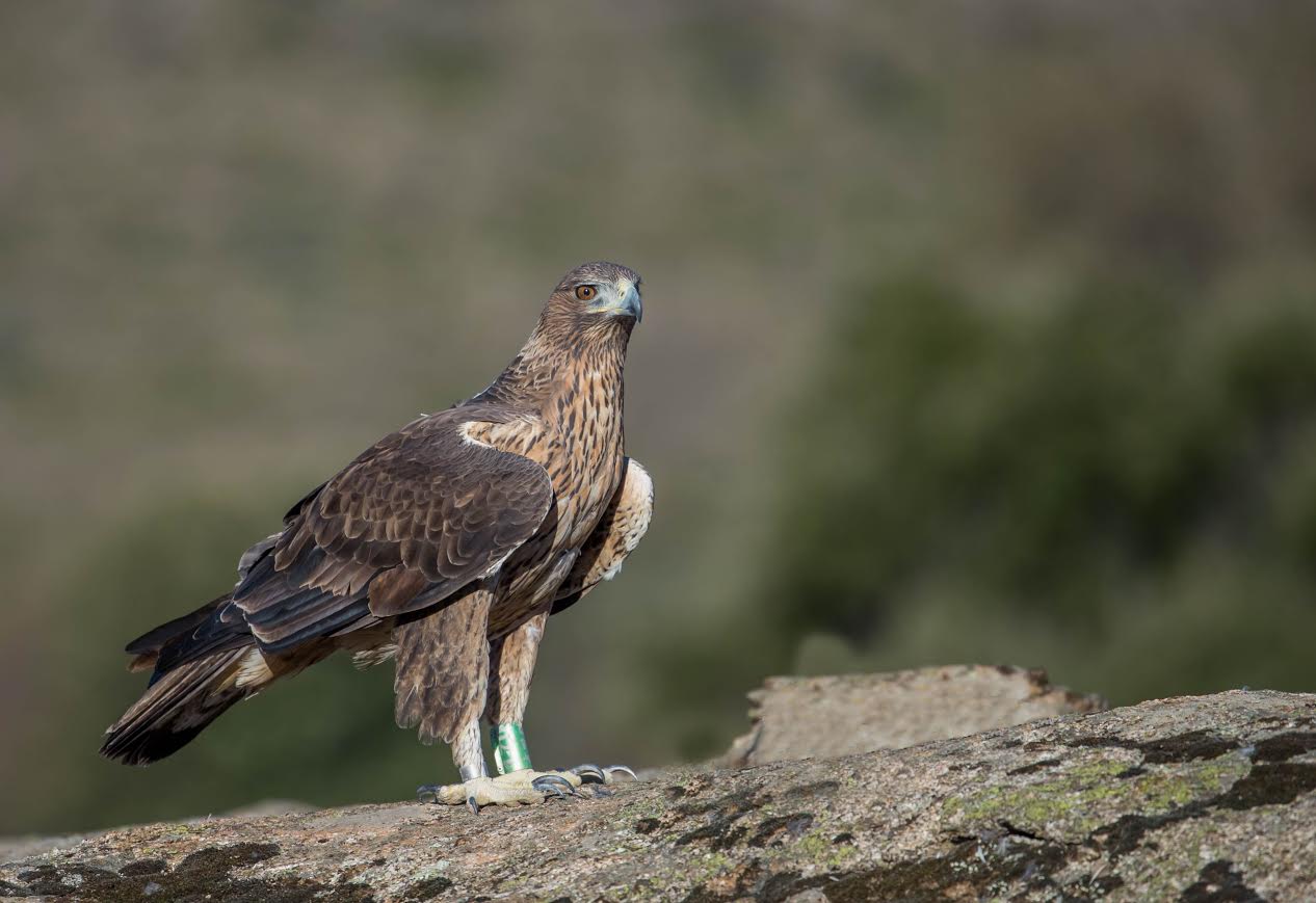 Ejemplar joven de águila perdicera o de Bonelli, con la que Grefa lleva trabajando en el proyecto Aquila a- Life. Imagen:  Alberto Álvarez / Grefa