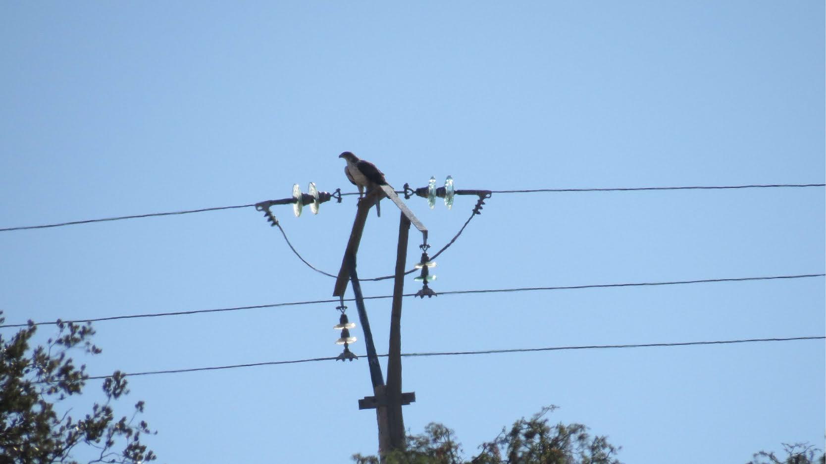 Águila de Bonelli posada en el apoyo de un tendido eléctrico. Imagen: Aquila a-LIFE