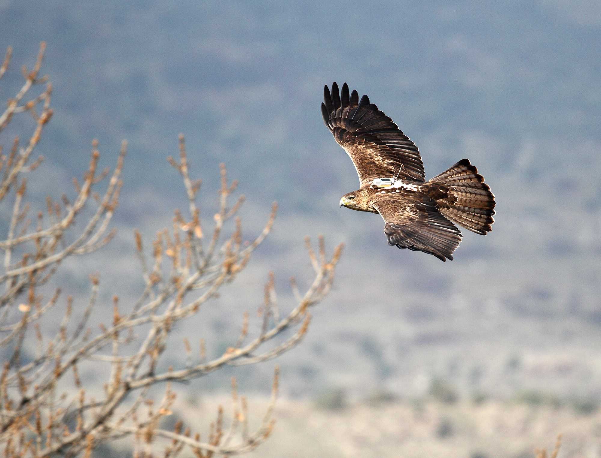 Águila de Bonelli reintroducida con un emisor GPS. Foto: Sergio de la Fuente / GREFA