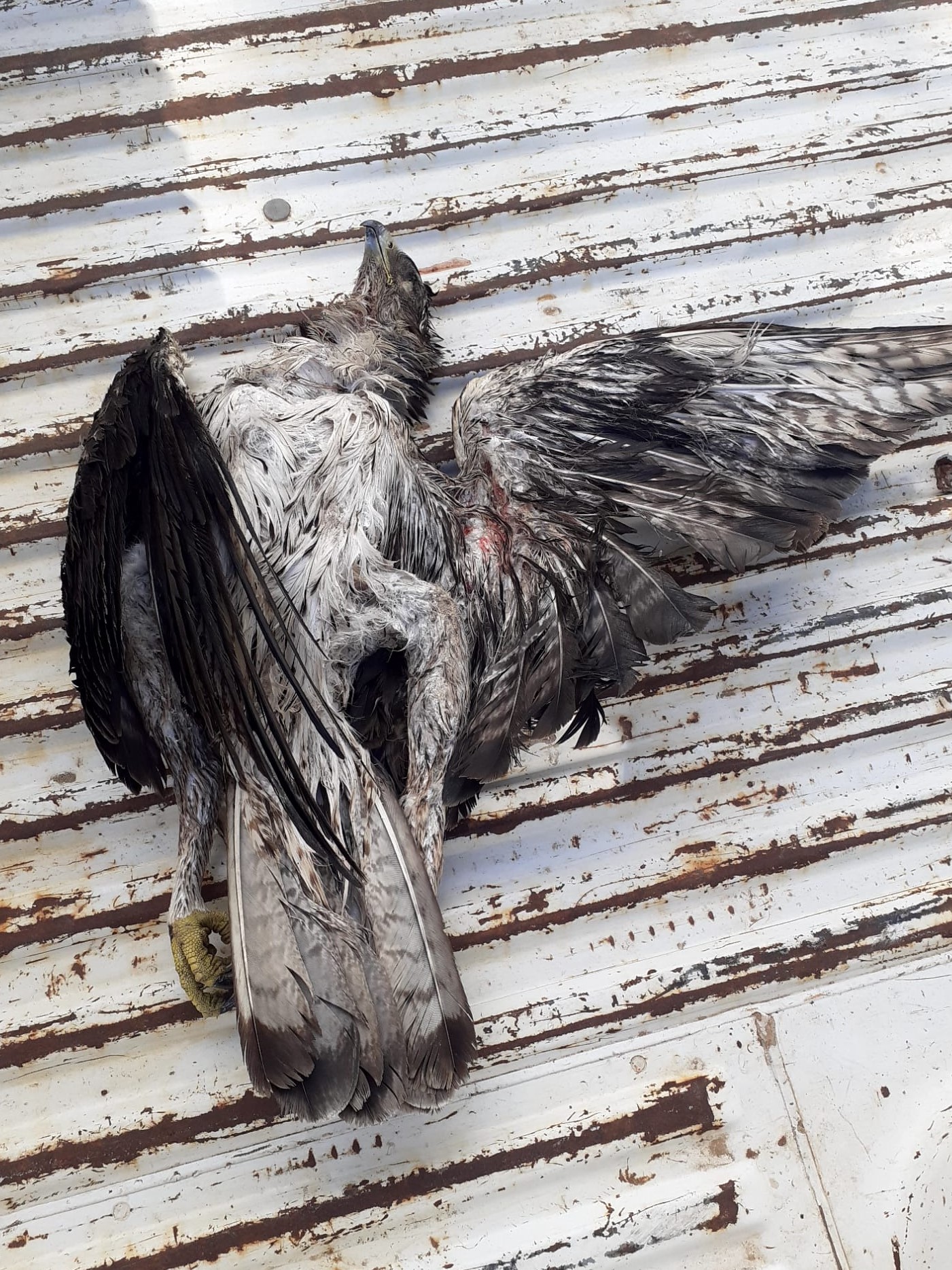 Águila perdicera hallada muerta esta semana bajo el cableado de un tendido eléctrico valenciano no señalizado. Imagen: SOV