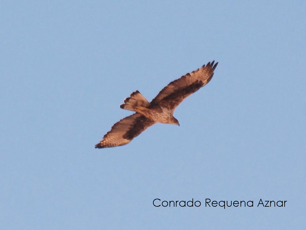 Adulto de águila perdicera (Aquila fasciata) en vuelo. Imagen cedida por el naturalista Conrado Requena Aznar