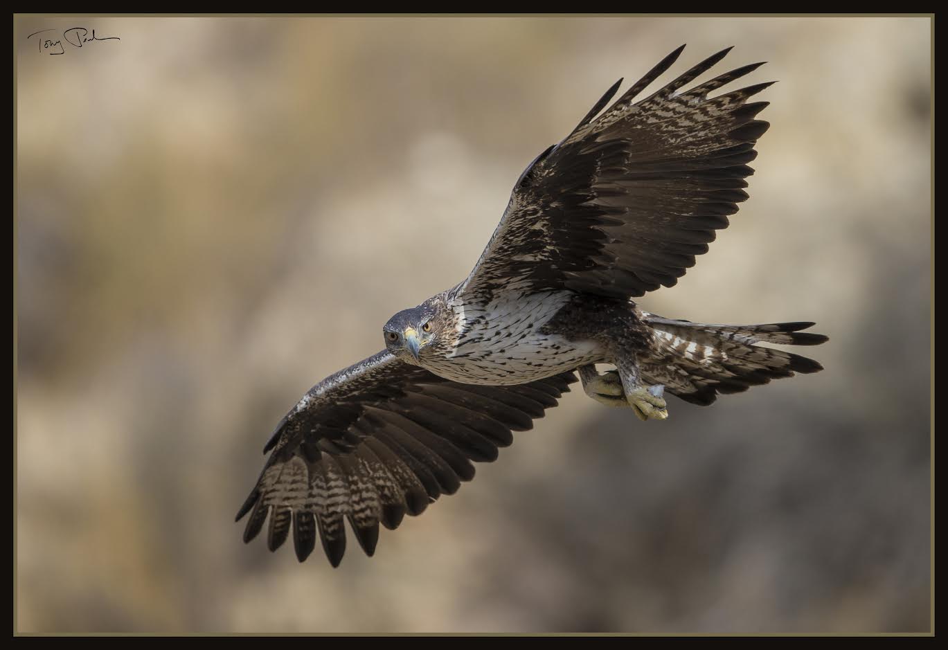 El águila perdicera, una de las especies que ya tiene Plan de Recuperación, redactado en 2016. Imagen: Toni Peral