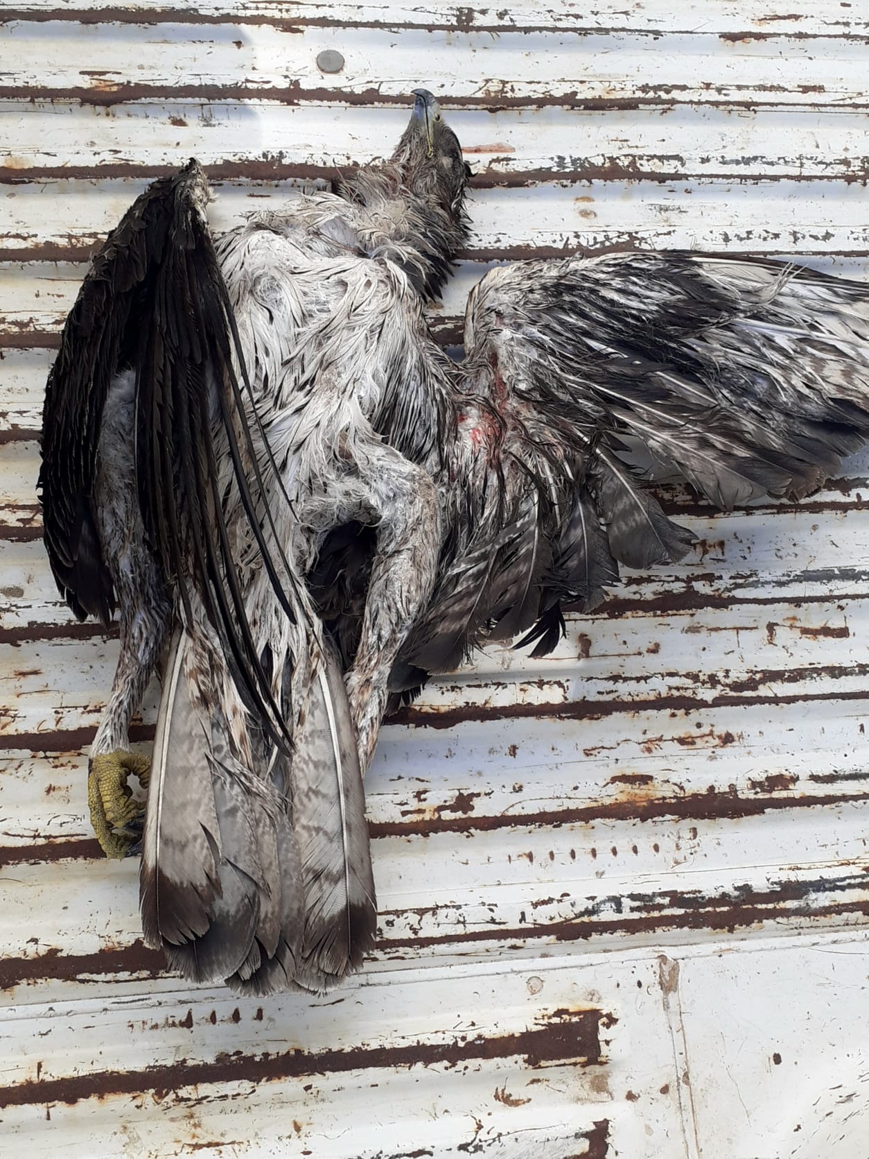 Águila perdicera muerta por colisión contra un tendido eléctrico en noviembre de 2020 en Cortes de Pallás (Valencia). Imagen: Adensva