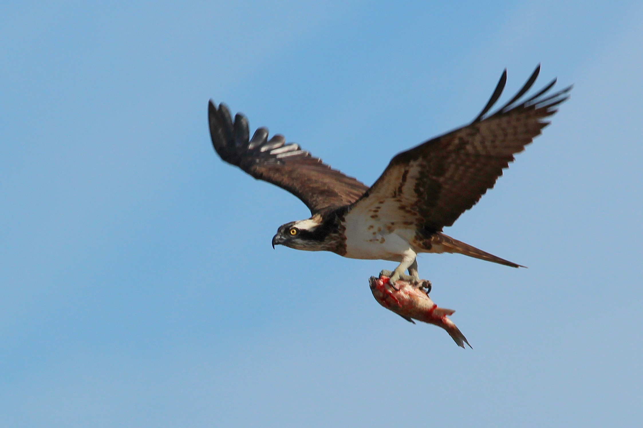 Una águila pescadora transporta a su presa en las garras. Imagen: Pablo Vera / GV