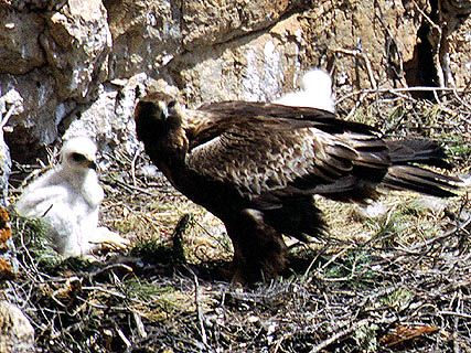 Un ejemplar de águila real en el PR de Sierra Espuña. Imagen: CARM