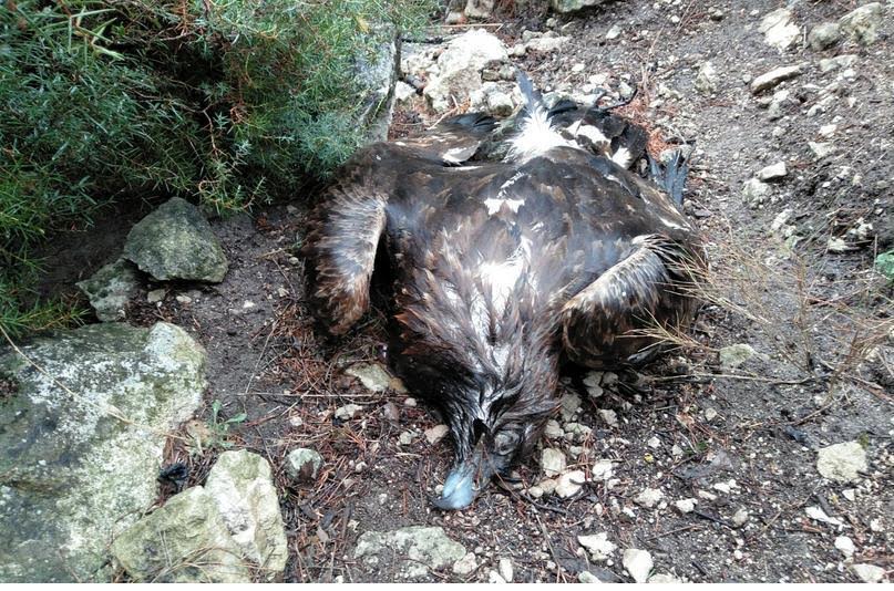 Imagen del águila real encontrada muerta en el monte Arabí, facilitada por Anida yeca. Fotografía: Twitter Agentes Medioambientales Región de Murcia