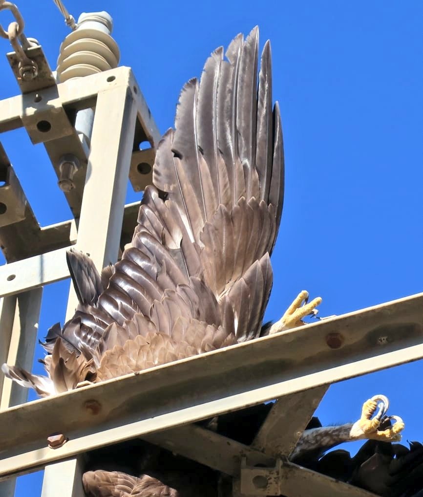 Águila real electrocutada en un tendido en Mula. Imagen: Cuenta Oficial de Agentes Medioambientales de la Región de Murcia