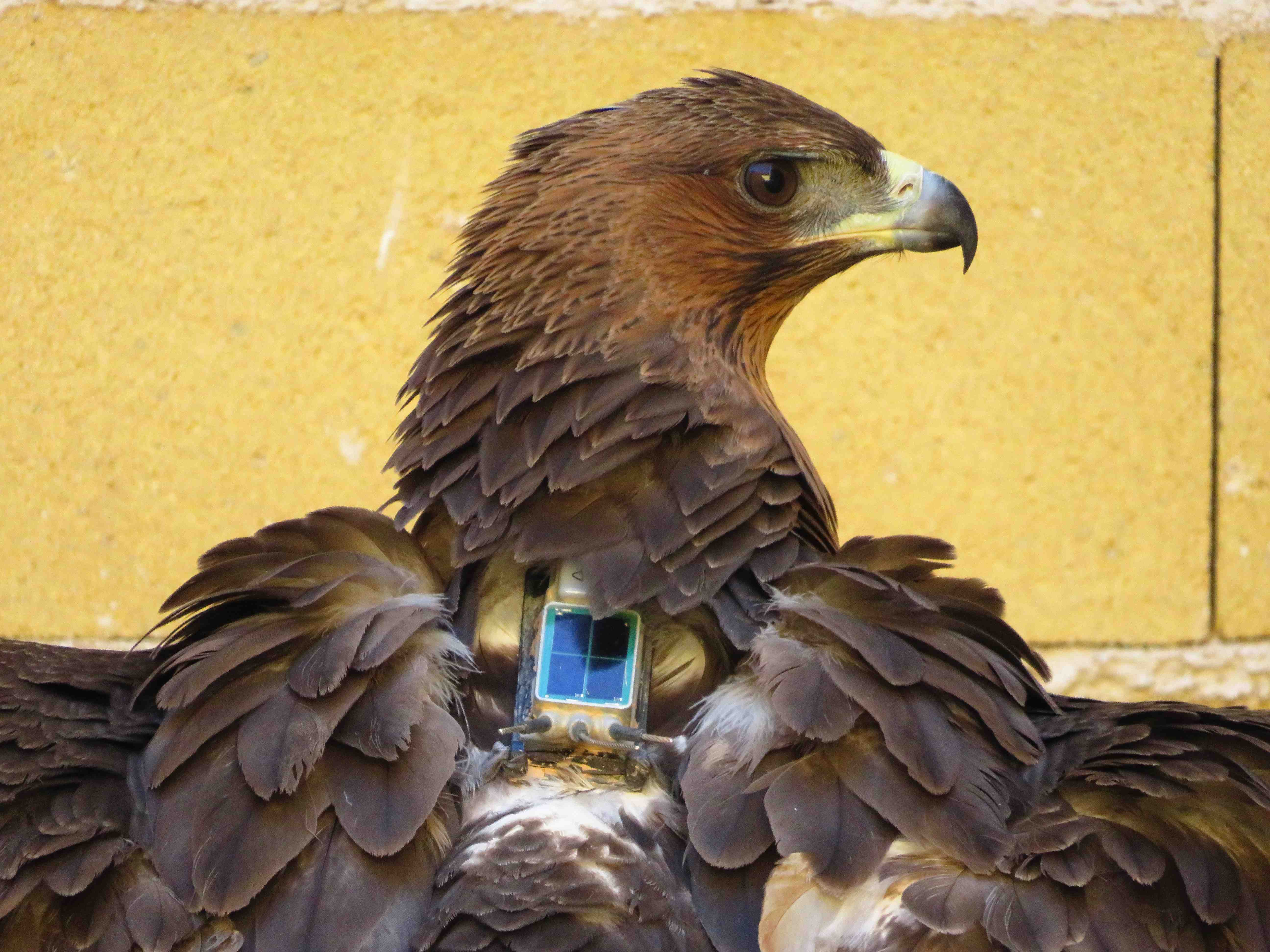 Águila de Bonelli con un emisor GPS a su espalda, antes de ser trasladada a una zona de reintroducción. Imagen: Aquila a-LIFE / Grefa