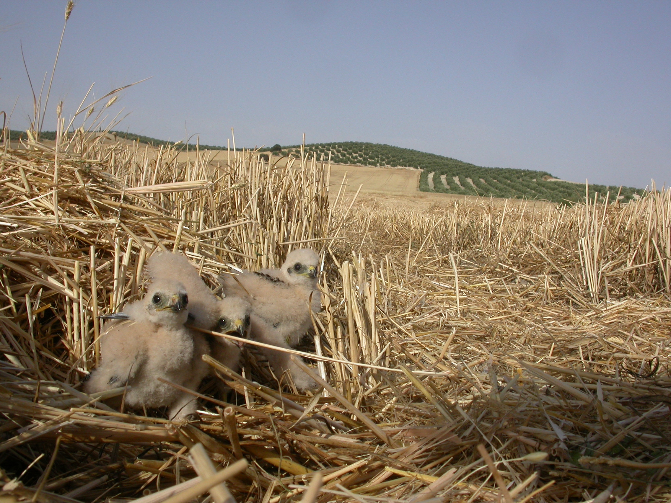 Nidada con tres crías de aguilucho cenizo en cereal cosechado. Imagen: Francisco J. Pulpillo / PCAEHA 