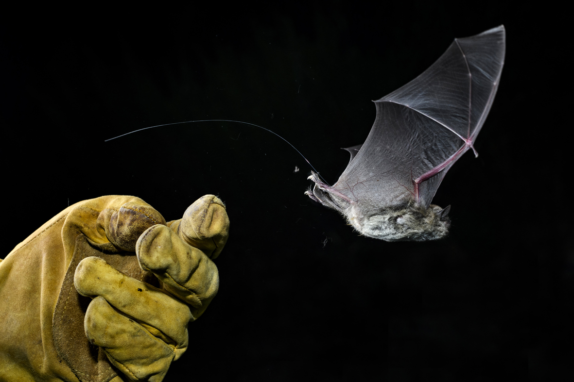Un murciélago ratonero patudo salta al aire con su radiomarcador puesto. Imagen: Joaquín Zamora