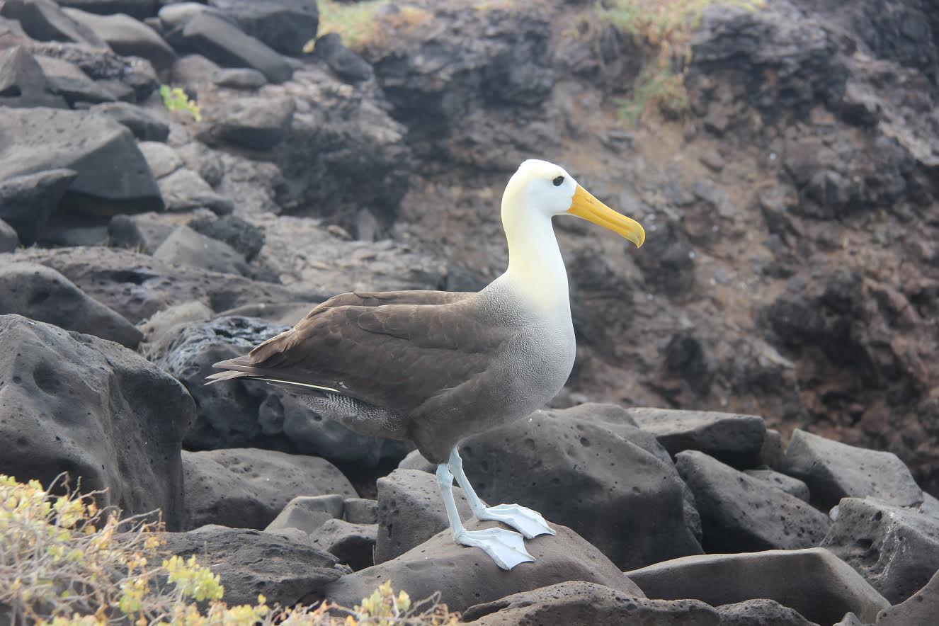 Albatros de Galápagos en la isla Española, Galápagos. Imagen: Fundación Charles Darwin