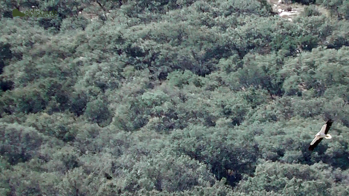 Foto: Un alimoche sobrevuela el tupido bosque