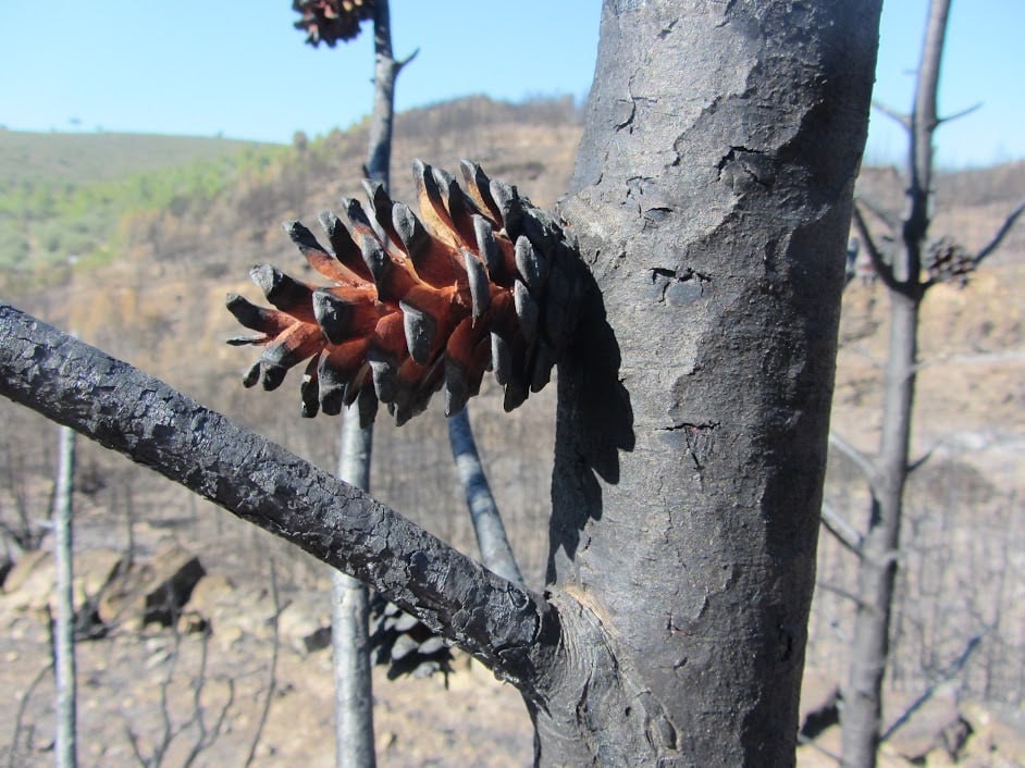 Apertura y liberación de semillas por el fuego de una piña serótina de 'Pinus halepensis'. Foto: Juli G. Pausas / CSIC